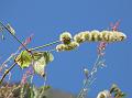 Woolly Pastureweed